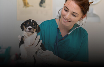 Наши сотрудники обучены pet friendly-подходу
