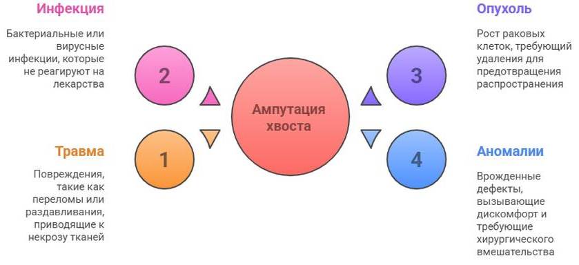 Ампутация хвоста у кота