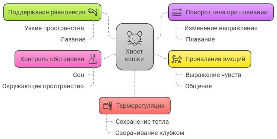 Ампутация хвоста у кота