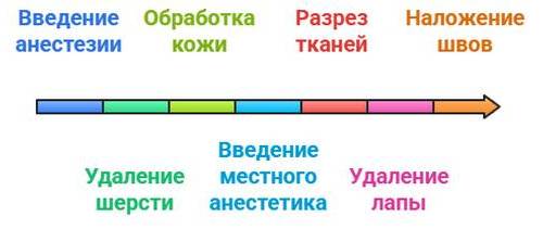Ампутация лапы у кошки