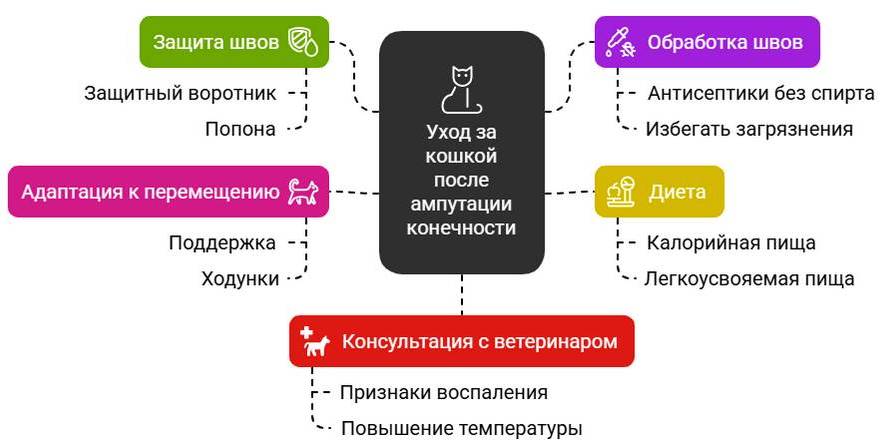 Ампутация лапы у кошки восстановление