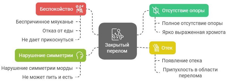 Остеосинтез костей у животных